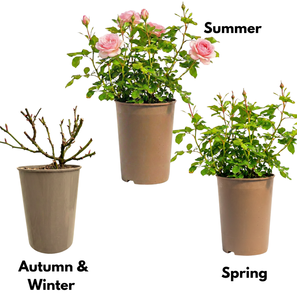 Rosa Patio Rose   Pink 3L at Cedar Nursery Surrey