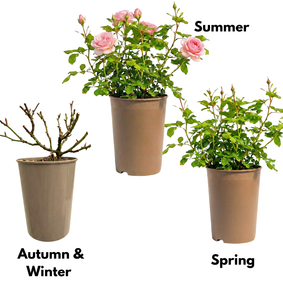 Rosa Patio Rose   Pink 3L at Cedar Nursery Surrey