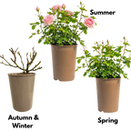 Rosa Patio Rose   Pink 3L at Cedar Nursery Surrey