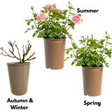 Rosa Patio Rose   Pink 3L at Cedar Nursery Surrey