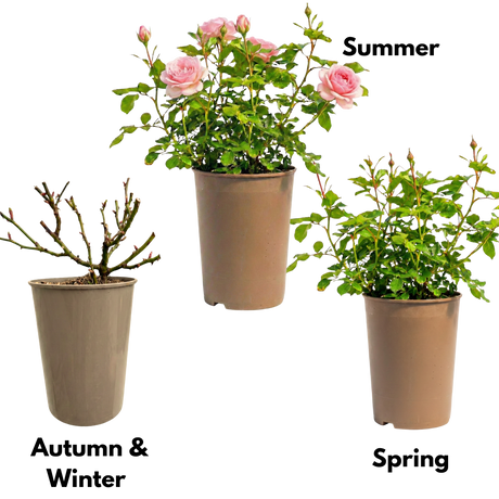 Rosa Patio Rose   Pink 3L at Cedar Nursery Surrey