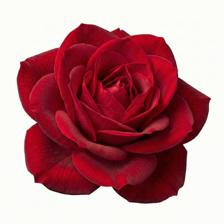 Rosa Patio Rose   Red 3L at Cedar Nursery Surrey