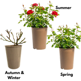Rosa Patio Rose   Red 3L at Cedar Nursery Surrey