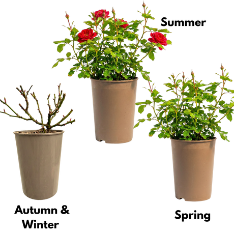 Rosa Patio Rose   Red 3L at Cedar Nursery Surrey