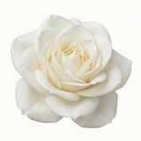 Rosa Patio Rose   White 3L at Cedar Nursery Surrey