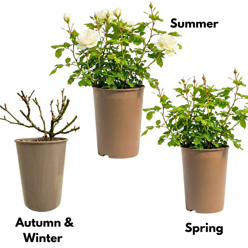 Rosa Patio Rose   White 3L at Cedar Nursery Surrey