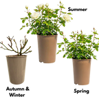 Rosa Patio Rose   White 3L at Cedar Nursery Surrey
