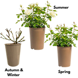 Rosa Patio Rose   White 3L at Cedar Nursery Surrey