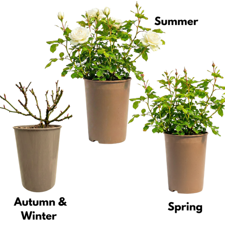 Rosa Patio Rose   White 3L at Cedar Nursery Surrey