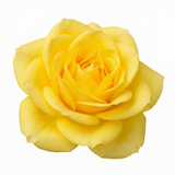 Rosa Patio Rose   Yellow 3L at Cedar Nursery Surrey