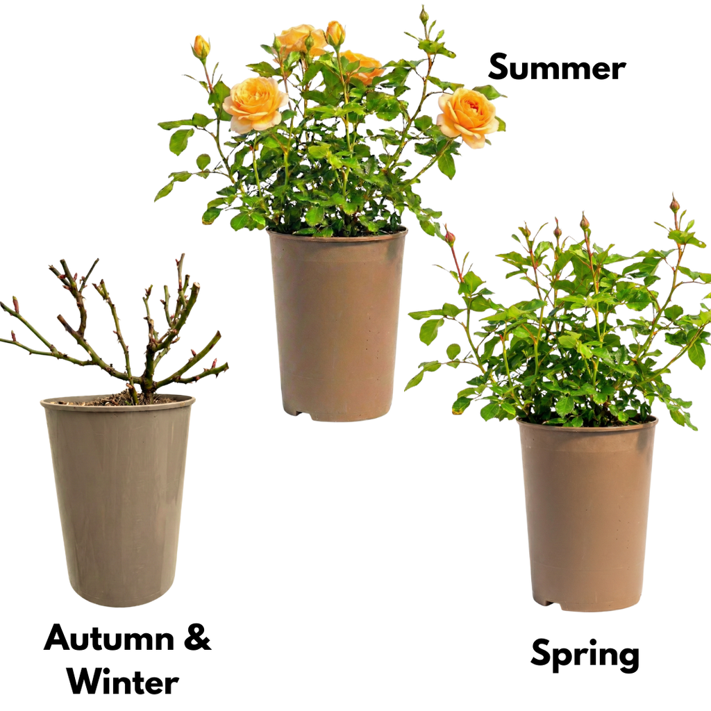 Rosa Patio Rose   Yellow 3L at Cedar Nursery Surrey