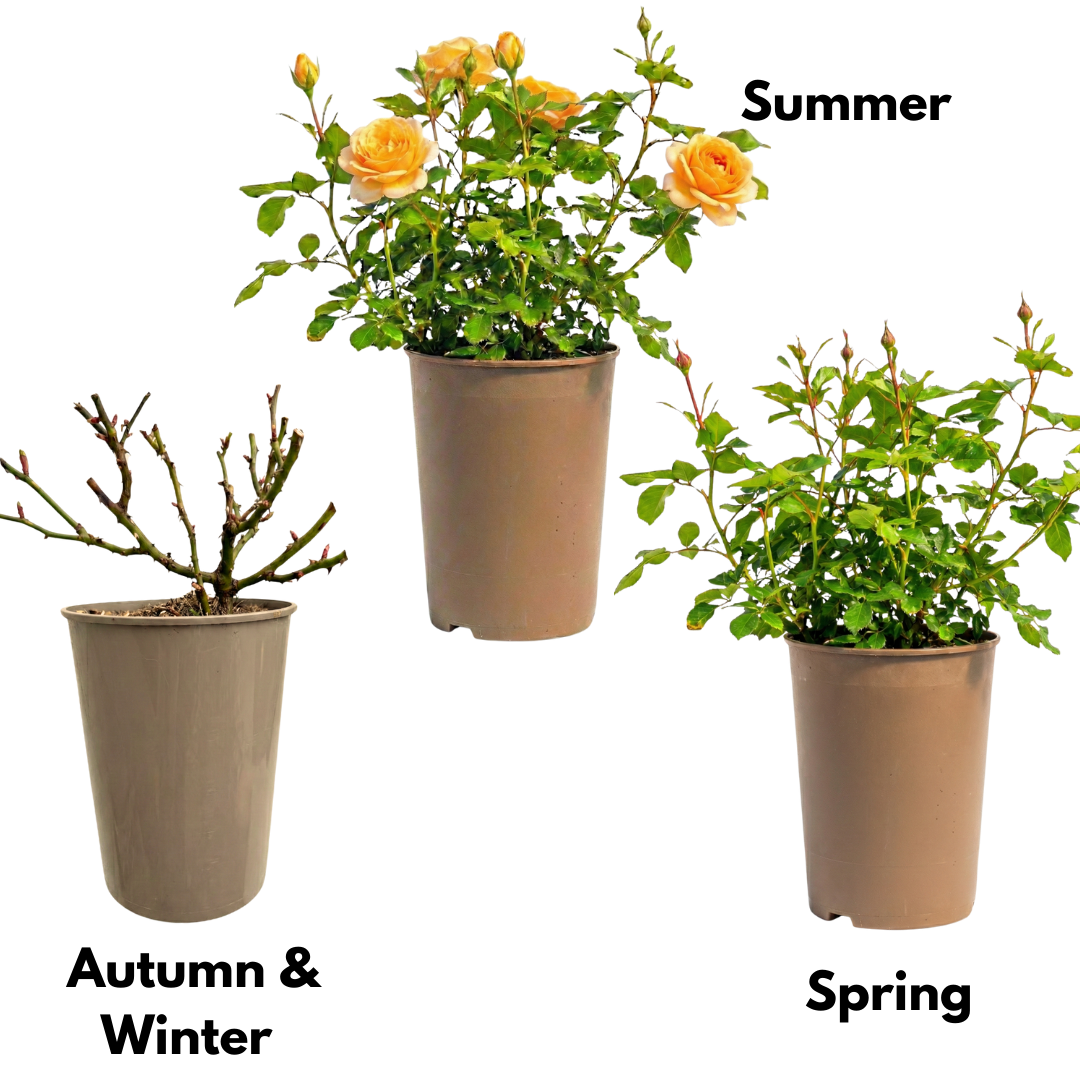 Rosa Patio Rose   Yellow 3L at Cedar Nursery Surrey