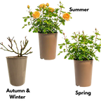 Rosa Patio Rose   Yellow 3L at Cedar Nursery Surrey