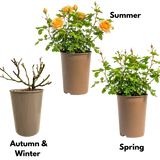 Rosa Patio Rose   Yellow 3L at Cedar Nursery Surrey