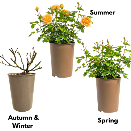 Rosa Patio Rose   Yellow 3L at Cedar Nursery Surrey