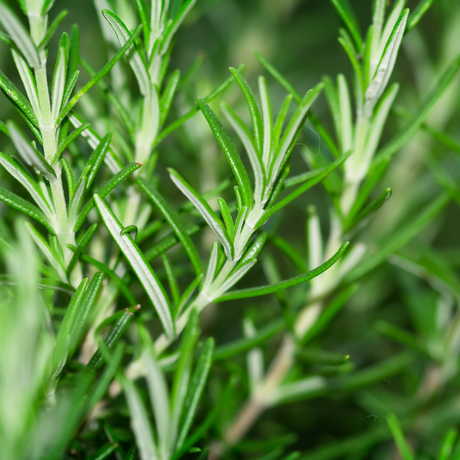 Rosemary Mix - Salvia rosmarinus 'Speedy', 'Blue Rain', 'Blue Winter' from Cedar Nursery, Cobham