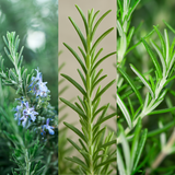Rosemary Mix - Salvia rosmarinus 'Speedy', 'Blue Rain', 'Blue Winter' from Cedar Nursery, Cobham