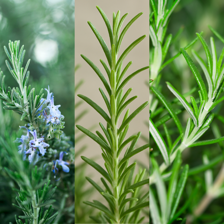 Rosemary Mix - Salvia rosmarinus 'Speedy', 'Blue Rain', 'Blue Winter' from Cedar Nursery, Cobham