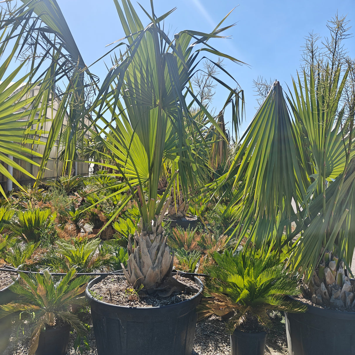 Sabal palmetto