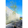 Salix babylonica at Cedar Nursery Cobham