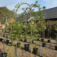 Salix caprea 'Kilmarnock' - available direct from Cedar Nursery, Surrey
