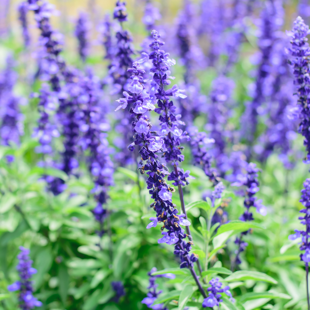 Salvia farinacea 'Sensation Compact Deep Blue' from Cedar Nursery, Cobham