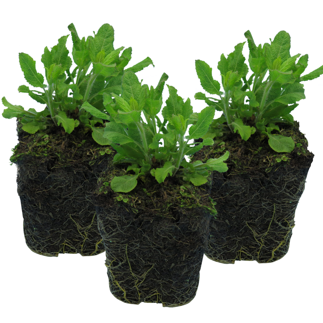 Salvia farinacea 'Sensation Compact Deep Blue' from Cedar Nursery, Cobham