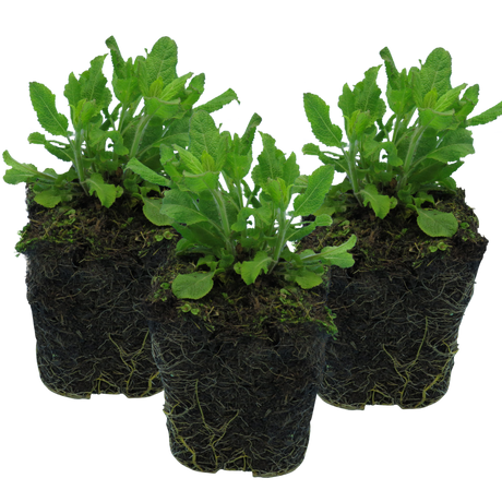 Salvia farinacea 'Sensation Compact Deep Blue' from Cedar Nursery, Cobham