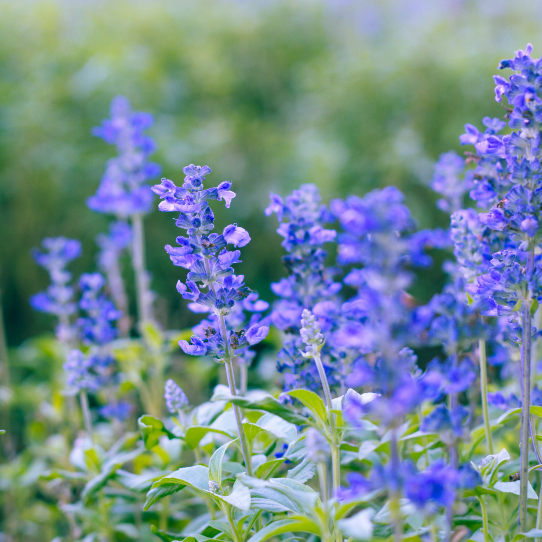 Salvia farinacea 'Synchro Blue' from Cedar Nursery, Cobham