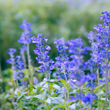 Salvia farinacea 'Synchro Blue' from Cedar Nursery, Cobham