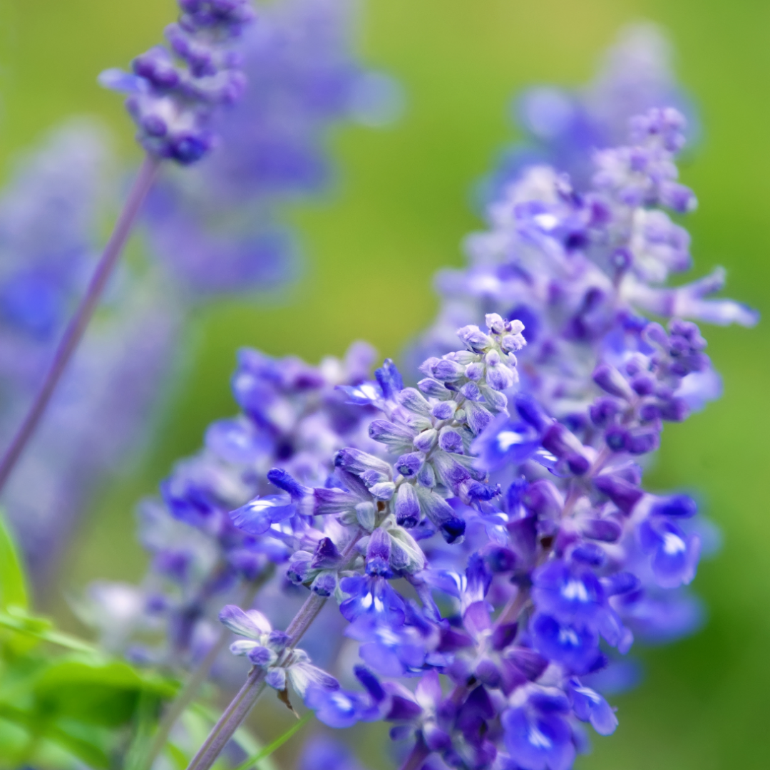 Salvia farinacea 'Synchro Blue' from Cedar Nursery, Cobham