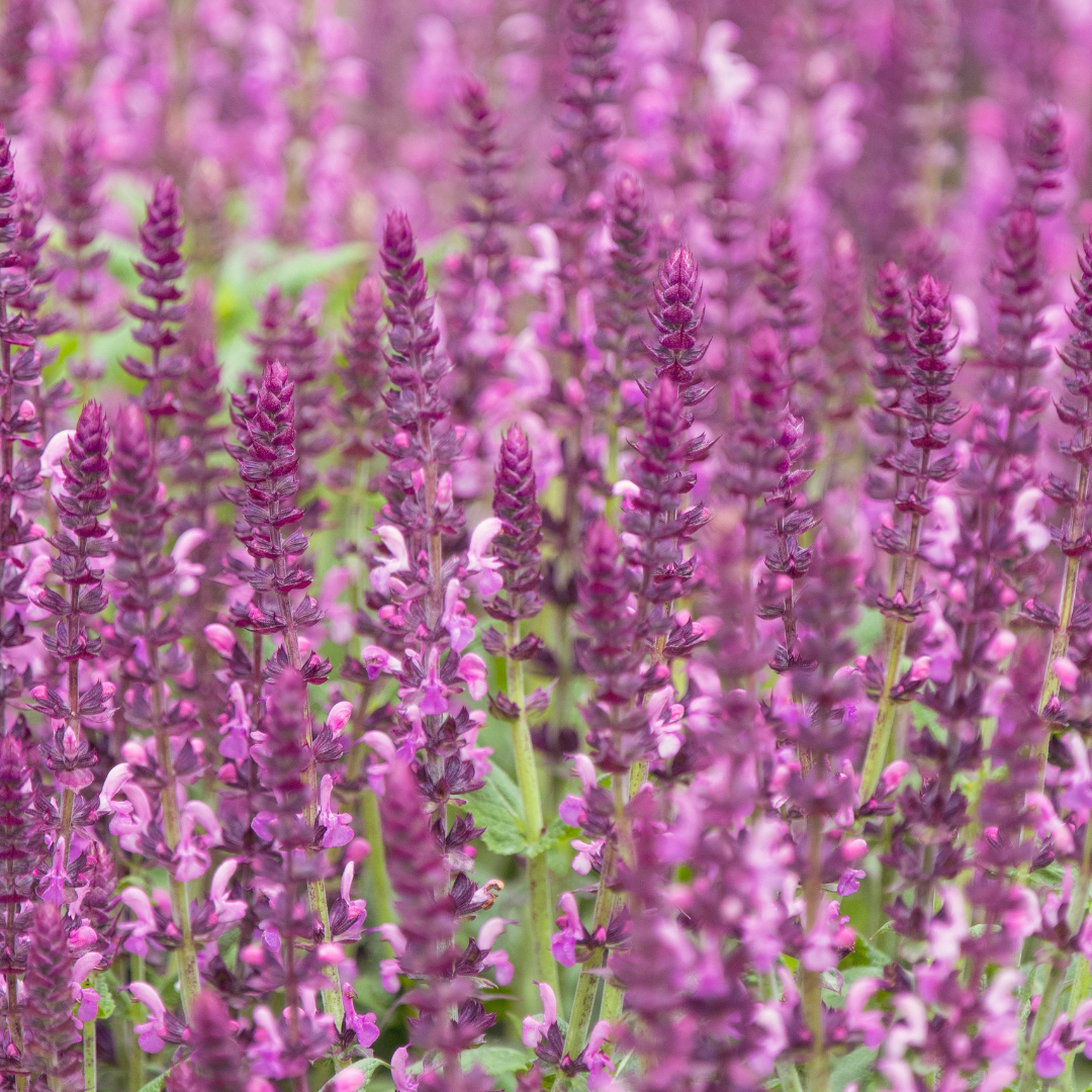 Salvia farinacea 'Synchro Pink' from Cedar Nursery, Cobham
