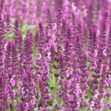 Salvia farinacea 'Synchro Pink' from Cedar Nursery, Cobham