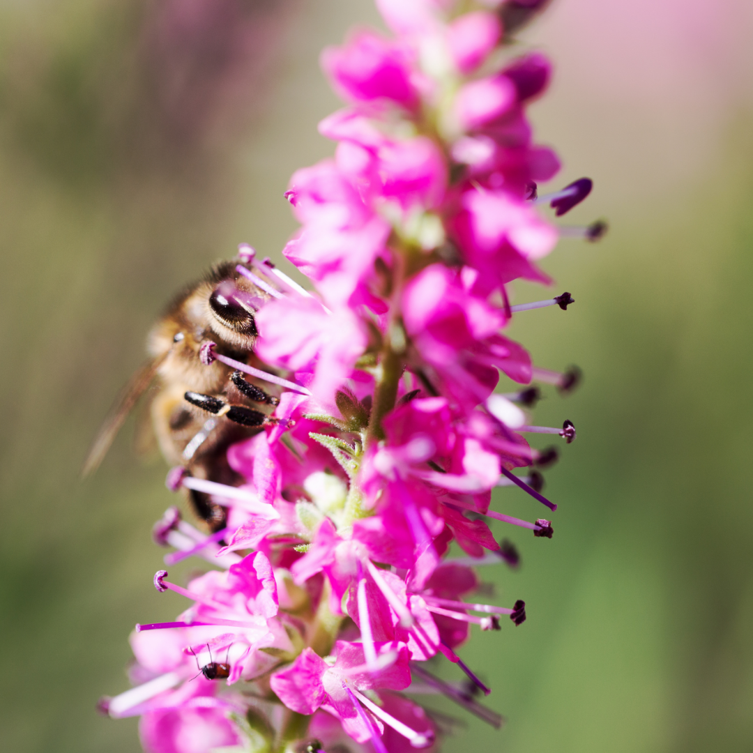 Salvia farinacea 'Synchro Pink' from Cedar Nursery, Cobham
