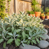 Salvia officinalis Growers Friend 1L at Cedar Nursery Surrey