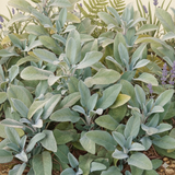 Salvia officinalis Growers Friend 1L at Cedar Nursery Surrey