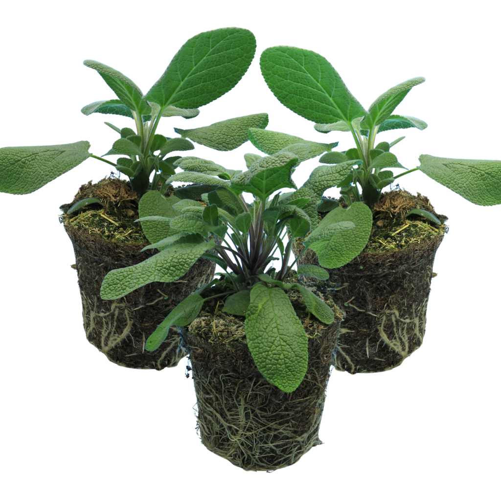 Salvia officinalis Growers Friend 1L at Cedar Nursery Surrey