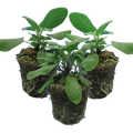 Salvia officinalis Growers Friend 1L at Cedar Nursery Surrey