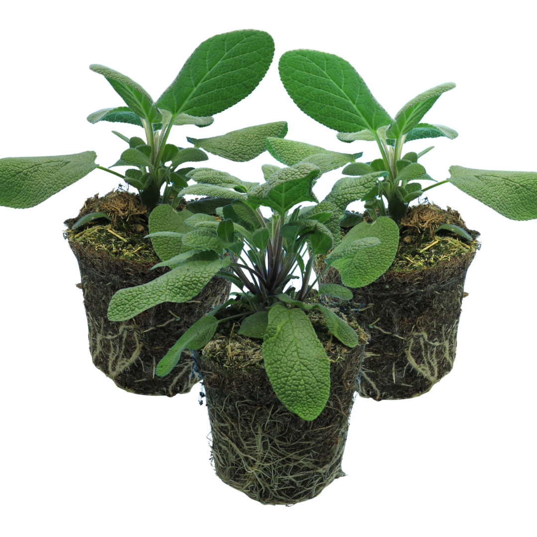Salvia officinalis Growers Friend 1L at Cedar Nursery Surrey