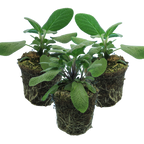 Salvia officinalis Growers Friend 1L at Cedar Nursery Surrey
