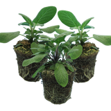 Salvia officinalis Growers Friend 1L at Cedar Nursery Surrey