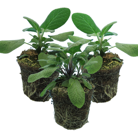 Salvia officinalis Growers Friend 1L at Cedar Nursery Surrey
