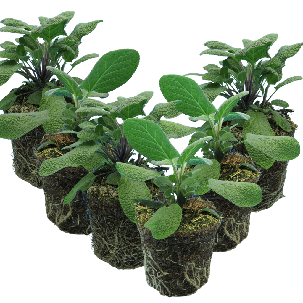 Salvia officinalis Growers Friend 1L at Cedar Nursery Surrey