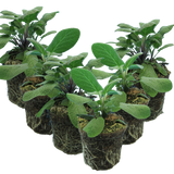 Salvia officinalis Growers Friend 1L at Cedar Nursery Surrey