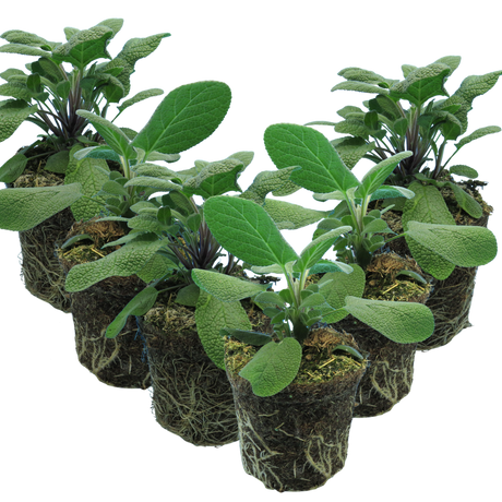 Salvia officinalis Growers Friend 1L at Cedar Nursery Surrey