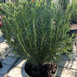 Buy rosemary plants direct from Cedar Nursery, Surrey