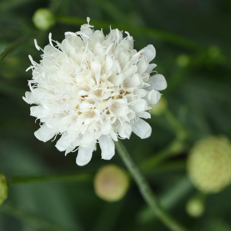 Scabious Kudo White ='Ichwhit' (Kudo Series) from Cedar Nursery, Cobham