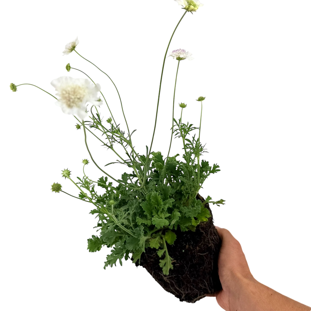 Scabious Kudo White ='Ichwhit' (Kudo Series) from Cedar Nursery, Cobham