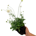 Scabious Kudo White ='Ichwhit' (Kudo Series) from Cedar Nursery, Cobham