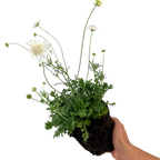 Scabious Kudo White ='Ichwhit' (Kudo Series) from Cedar Nursery, Cobham